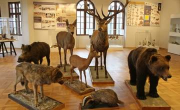 Považské múzeum v Žiline - program na január 2020