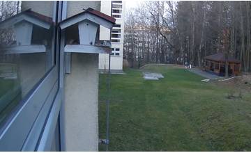 Vtáčiu faunu vo vonkajšej oddychovej zóne Fakulty riadenia a informatiky už môžete sledovať online