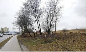 Mesto Žilina vykonalo na podnet občianskeho aktivistu úpravu zelene na ulici Vysokoškolákov