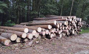 Mesto začalo asanovať choré stromy v Lesoparku Chrasť, namiesto strojov použijú pri práci kone