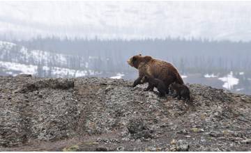 Vo Svederníku zaznamenali pohyb medveďa v blízkosti zastavaného územia
