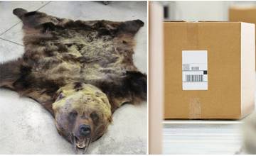 V balíku z Ruska sa mal nachádzať koberec, žilinskí colníci v ňom objavili medveďa hnedého