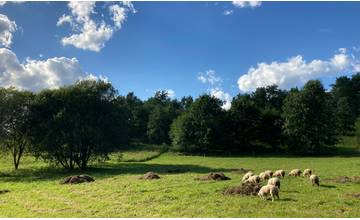 Sad Slobody v žilinskom Lesoparku v týchto dňoch “kosia“ ovečky, poskytol ich chovateľ z Terchovej