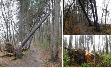 V žilinskom lesoparku odstraňujú kalamitné dreviny, do vyznačených častí sa neodporúča vstupovať