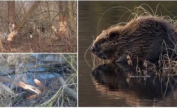 Bobor sa pri Mojši usadil, pobytové znaky nachádzajú ochranári aj v okolí Turian a Sučian