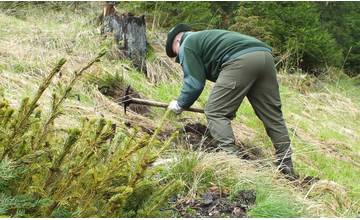 Za uplynulý rok vysadili lesníci na území Žilinského kraja vyše 7 miliónov sadeníc stromov
