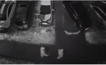 VIDEO: Po Žiline a okolí sa pohybujú dvaja neznámi muži, ktorí si obzerajú a poškodzujú autá