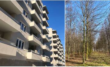 Pri novom bytovom komplexe na sídlisku Vlčince vysadia na jar vzrastlé platany s výškou 12 metrov