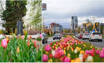  Žilina bude o niečo zelenšia: V Lesoparku vysadili 750 sadeníc, pribudli desaťtisíce jarných cibuľovín