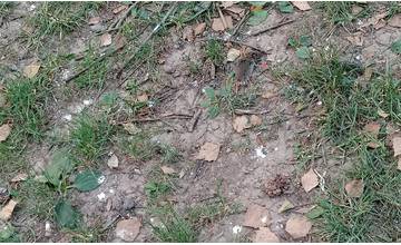 Na detskom ihrisku na Hlinách 4 v Žiline sú porozhadzované telá zdochnutých myší
