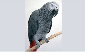 Z chovnej stanice v Závodí uletel papagáj Žako kongo sivý, v hniezde má mláďatá