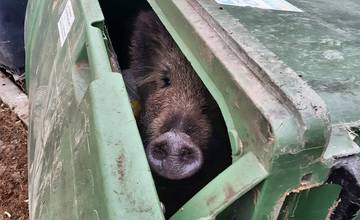 Mesto Žilina upozorňuje na popadané ovocie a kuchynský odpad, ktoré lákajú diviaky k obývaným oblastiam