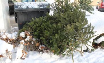 Použité živé vianočné stromčeky v Žiline pozbiera mesto, obyvatelia ich môžu odovzdať aj do zberne
