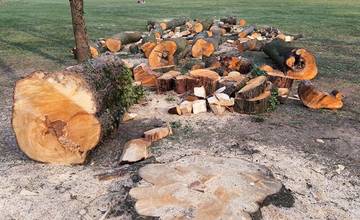 Na území Žiliny plánujú vyrúbať 147 stromov, dôvodom je nová výstavba a revitalizácia priestorov