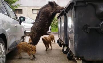 Zvýšený pohyb divej zveri evidujú aj na sídlisku v Liptovskom Mikuláši, ľudia často prikrmujú nevedome