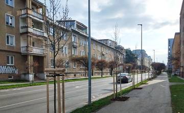 Počas najbližších dní bude v meste prebiehať výrub stromov, samospráva ich nahradí novou výsadbou