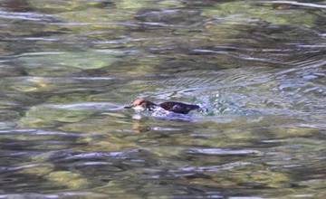 V národnom parku Nízke Tatry v úseku Liptova ubudlo vodné vtáctvo