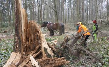 Suché stromy odstraňujú zo žilinského Lesoparku robotníci pomocou koní 