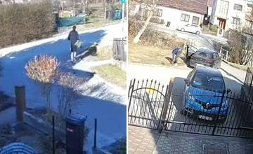 VIDEO: Neznámy muž kradne stromčeky pri rodinných domoch v Žiline a okolí, jeho auto zachytili kamery