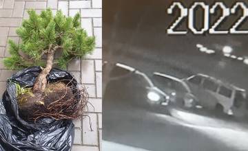 Bonsaj ukradnutý spred motorestu v Strečne objavila polícia u zlodeja kolobežky, údajne ho našiel pri ceste