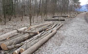 Žilinčania sa sťažujú na ťažbu dreva v lesoparku Chrasť, ide o prevenciu proti škodcom realizovanú ešte v marci