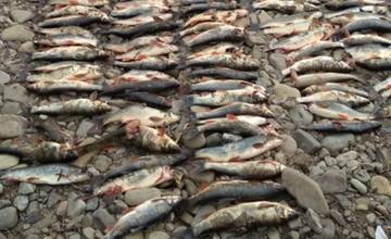 Vodič, ktorý jazdil korytom rieky Kysuca a usmrtil stovky rýb, spôsobil škodu vo výške desiatok tisíc eur