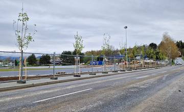 Vyrúbané stromoradie na ulici Univerzitná nahradila nová výsadba, stromy majú výšku do štyroch metrov