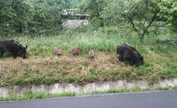 Pri starej ceste medzi Budatínom a Tepličkou nad Váhom sa začali pohybovať diviaky, zvýšte opatrnosť