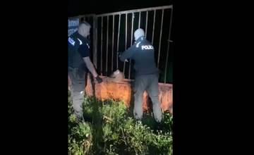 VIDEO: Policajti v Trstenej zachránili srnku zakliesnenú v železnej bráne