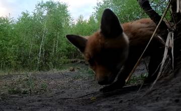 VIDEO: Fotograf umiestnil v lese kameru s cieľom zachytiť mláďatá líšky, tie sa s ňou začali hrať