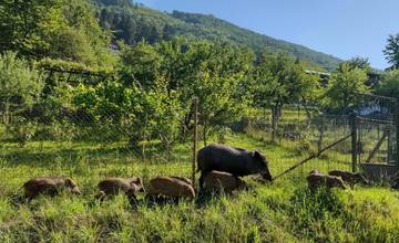VIDEO: V blízkosti starej cesty v Budatíne sa naďalej pohybuje diviak s desiatimi mláďatami