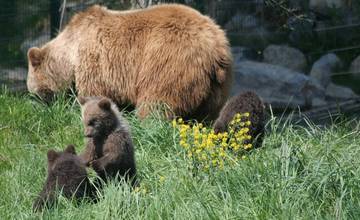 Pri záhradkárskych osadách v Ružomberku sa pohybuje medvedica s dvomi mláďatami