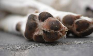 Na dvoch žilinských sídliskách sa objavil nový druh nebezpečného jedu, otrávilo sa niekoľko psov