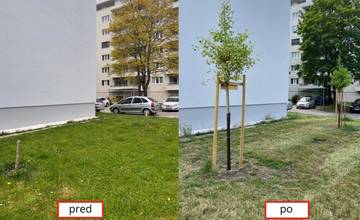 Poškodené stromy pri Zelených Vlčincoch, ktoré ešte v máji niekto sťal sekerou, nahradilo nové zelené ginko