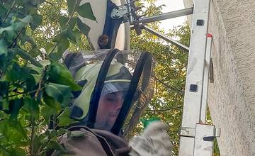 Dobrovoľní hasiči v Trnovom zlikvidovali bodavý hmyz, ktorý mal hniezdo pod satelitnou anténou