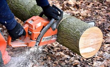 Mesto Žilina odstraňuje nebezpečné dreviny, za každý vyrúbaný strom však vysadí dva nové