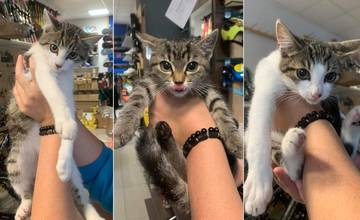 Trojica mačiatok, ktoré neznáma osoba vyhodila na Hradisku v Žiline, hľadá milujúceho majiteľa
