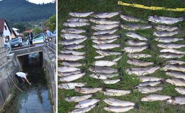 Enviropolícia vyšetruje hromadný úhyn rýb v rieke Teplianka na Liptove, neznámy páchateľ tam mal vypustiť látku