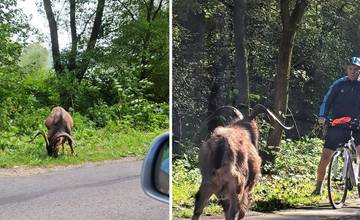 Na cyklistu pri obci Rudinka zaútočil agresívny cap, zviera sa pri ceste pohybuje pravidelne