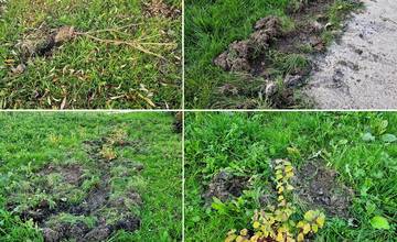 FOTO: Nový park v Trnovom začali pustošiť diviaky, ktoré rozrývajú zem a vytrhávajú rastliny