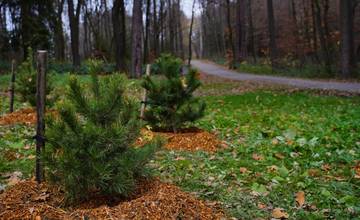 Mesto do leta vysadí 638 stromov za 320-tisíc eur, v najbližších dňoch pribudnú aj dreviny v lesoparku