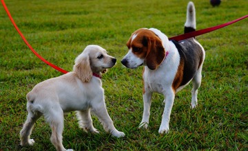 V Žiline by mali pribudnúť psie parky. Socializácia a pohyb predchádzajú agresívnemu správaniu zvierat