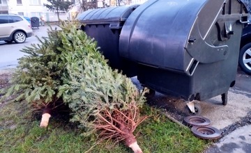 Žilinčania môžu živé vianočné stromčeky zlikvidovať aj ekologicky, mesto ich zozbiera a zavezie do kompostárne