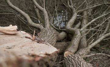 Mesto určilo na výrub 17 kusov stromov, chce tak znížiť riziko ohrozenia zdravia a života Žilinčanov