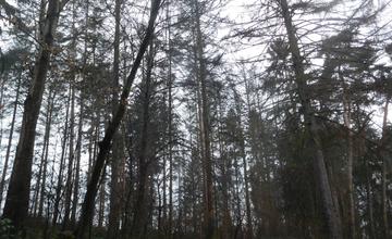 V Lesoparku Bôrik vyrúbu 120 ihličnanov, namiesto nich samospráva vysadí 220 nových stromov