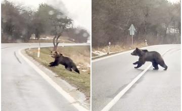 Vodičovi neďaleko Abramovej skrížil cestu medveď. Blízke stretnutie sa mu podarilo zachytiť aj na videu