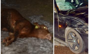Na diaľnici D1 zrazilo osobné vozidlo kravu. Posádka auta vyviazla bez zranení, zviera však náraz neprežilo