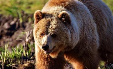 V Sučianskej doline napadol medveď turistu, s hryznými poraneniami skončil v martinskej nemocnici