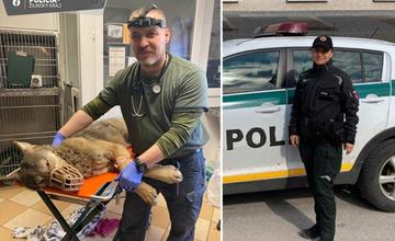 Policajtka na Kysuciach zachránila zranenú vlčicu. Veterinár zistil, že čaká mláďatá