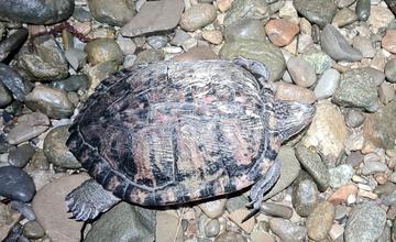 Pri vodnom diele v Žiline objavili korytnačku písmenkovú, pýši sa dĺžkou vyše 20 centimetrov